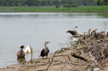 The great cormorant (Phalacrocorax carbo), known as the great black cormorant,  Location: Antalya, Turkey