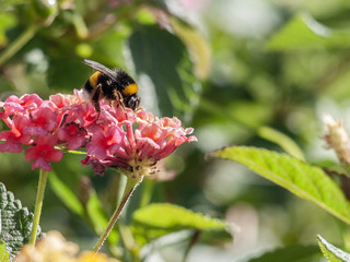 Abeja sobre flor rosa