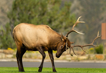 Bull Elk Rut