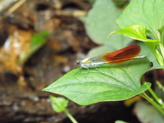 Obraz premium カワトンボ damselfly