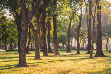 Naklejka premium trees in the park fresh green nature background warm tone at out door in city for relax area good breath healthy. green environment garden ozone oxygen save world.