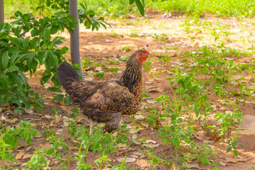 live hen chicken - Brazil