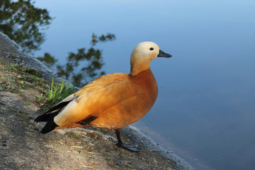Portrait of a red duck on the pond close-up against the water