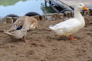 Cute ducks