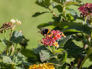 Abeja sobre flor Rosa