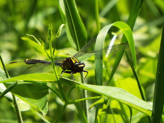 サナエトンボ dragonfly