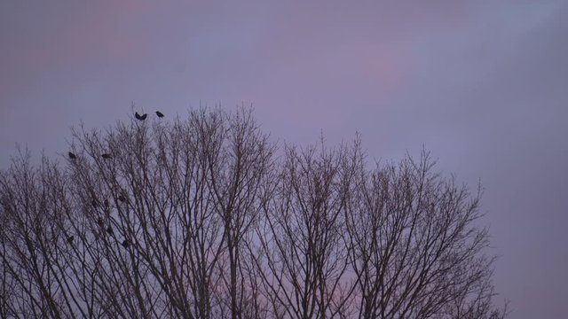 Birds in a Tree
