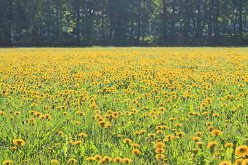 Fototapeta premium Large field of yellow dandelions in early spring morning
