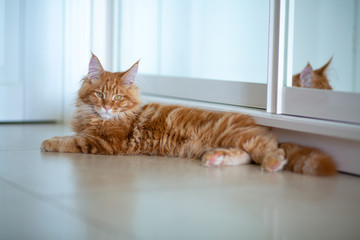 Indoor portrait of fluffy red tabby Maine Coon cat lying near the mirror. Empty space