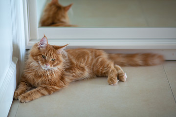 Indoor portrait of beautiful red tabby Maine Coon kitten lying near the mirror. Empty space