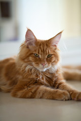 Adorable red tabby Maine Coon cat lying on the floor