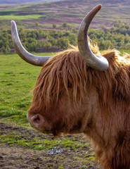 Headshot of a Highland cow in a green field in the Highlands of Scotland