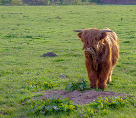 Orange long-horned Highland cow calf with a long fringe in a green field in Glen Esk in the Highlands of Scotland