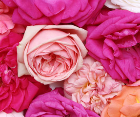 Assorted roses heads. Overhead view. Romance and love card concept. Beautiful roses background for wedding scene .