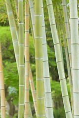 Nature background green Bamboo trees in Japan
