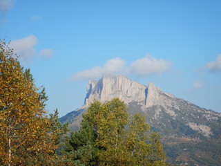 tree in the mountains
