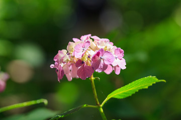 紫陽花
