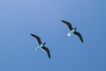 A bird in the sky