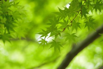 Macro texture of fresh green Japanese Maple leaves with blurred background