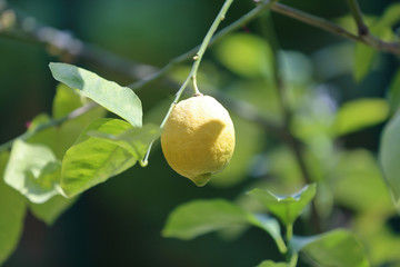 Juicy fruit of wild lemon on a tree in a city park