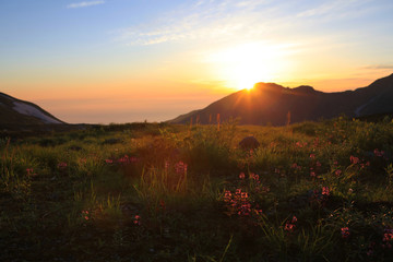 大日連山に沈む夕日とヨツバシオガマ（室堂平）