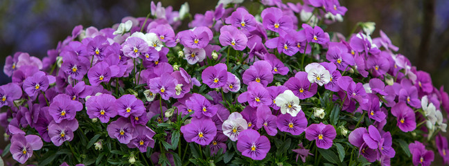 Obraz premium pink flowers in the garden