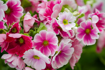 Fototapeta na wymiar Primula obconica bright pink flowers
