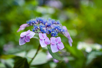 紫陽花