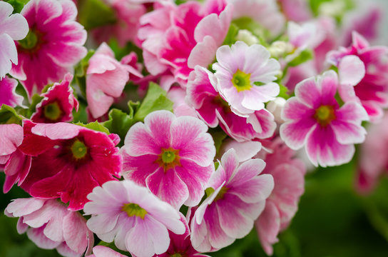 Primula obconica bright pink flowers