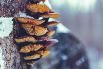 Shrooms