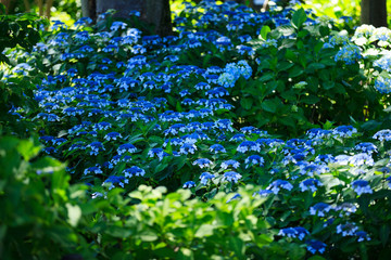 紫陽花
