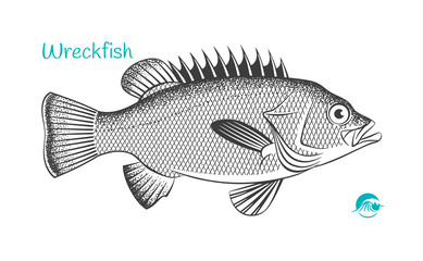 Fototapeta premium Wreckfish hand-drawn illustration