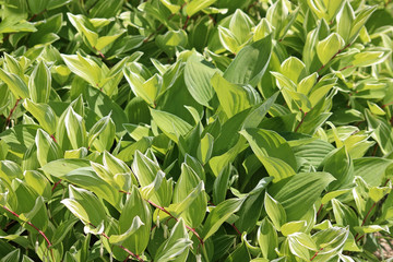 수목원에 둥굴레 잎