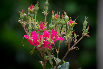 Buds and blooms on a rose bush at the National Zoo in Washington, DC.