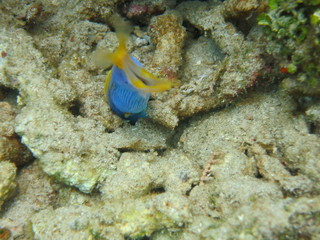 Ribbon eel esta escondida