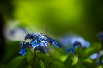 紫陽花