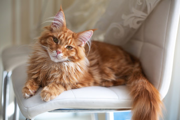 Fabulous red tabby Maine coon kitten sitting on the white chair