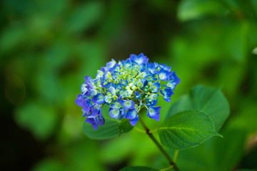 紫陽花