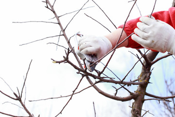 pruning fruit tree