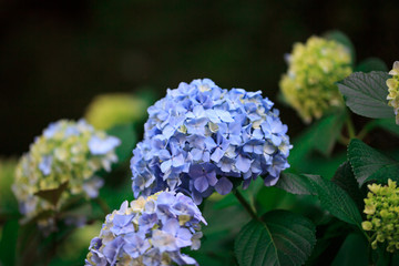 紫陽花