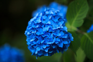 紫陽花