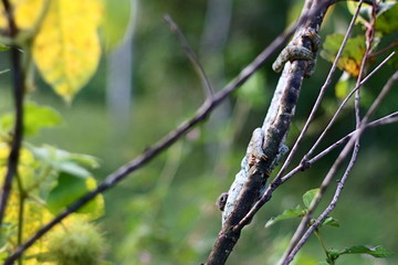 Caméléon