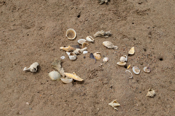 Shells on the sand
