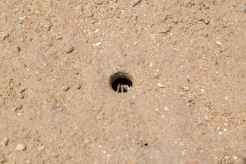 Crab sandstone