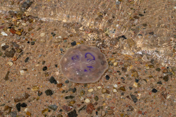 A jellyfish in the sea