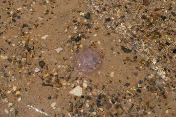 A jellyfish in the sea