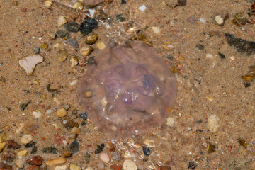 A jellyfish in the sea