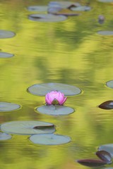 Macro details of Japanese Pink Lotus flower in pond with reflection & water ripples