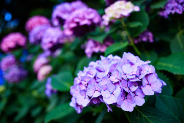 紫陽花