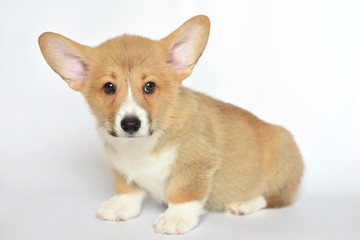 welsh corgi pembroke szczeniak © Zuz